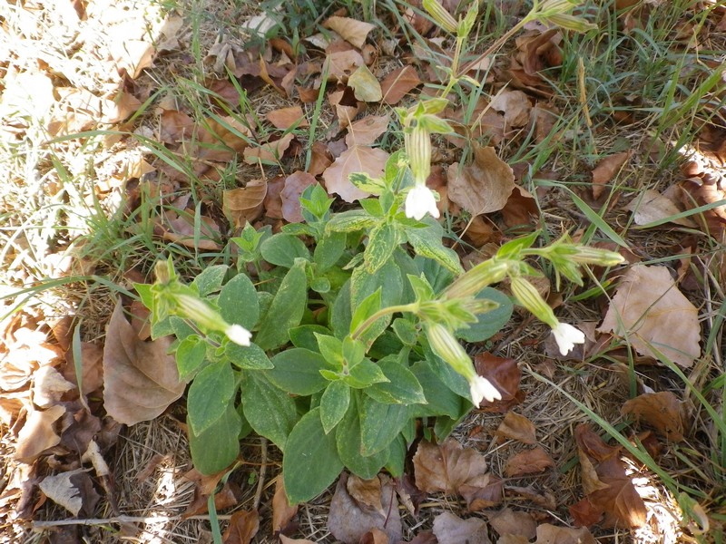 Silene latifolia Poir. s.l.